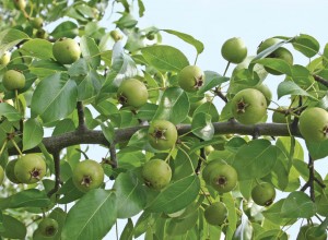 Almond-leaf Pear