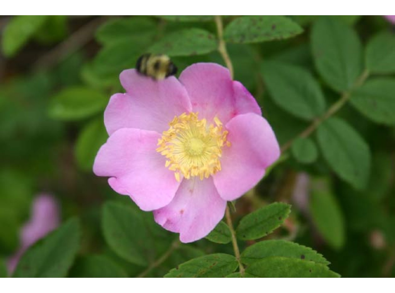 Prickly Wild Rose