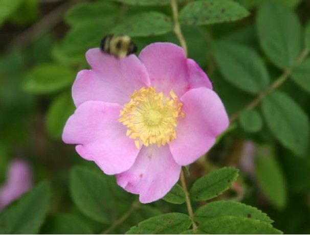 Prickly Wild Rose