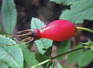 Prickly Wild Rose