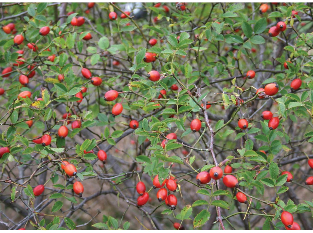 Hip2Be Dog Rose Seeds