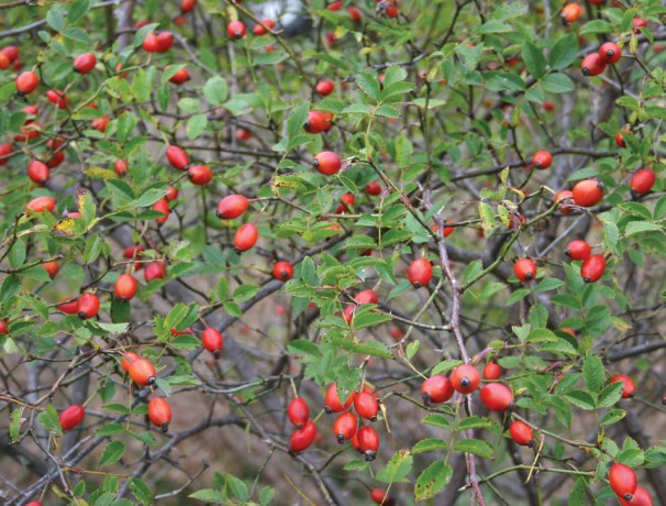 Hip2Be Dog Rose Seeds