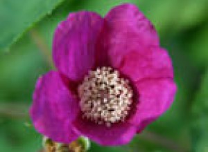 Pink Thimbleberry