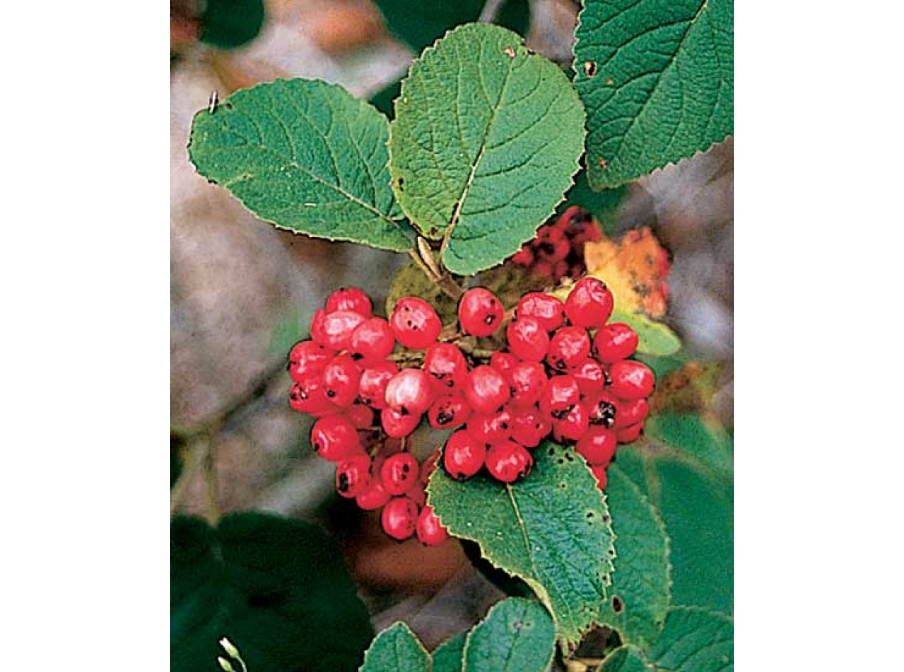 Manchurian Viburnum