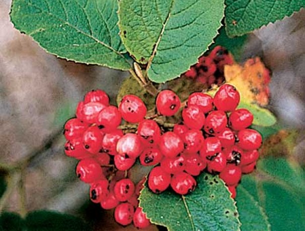 Manchurian Viburnum Manchurian Viburnum