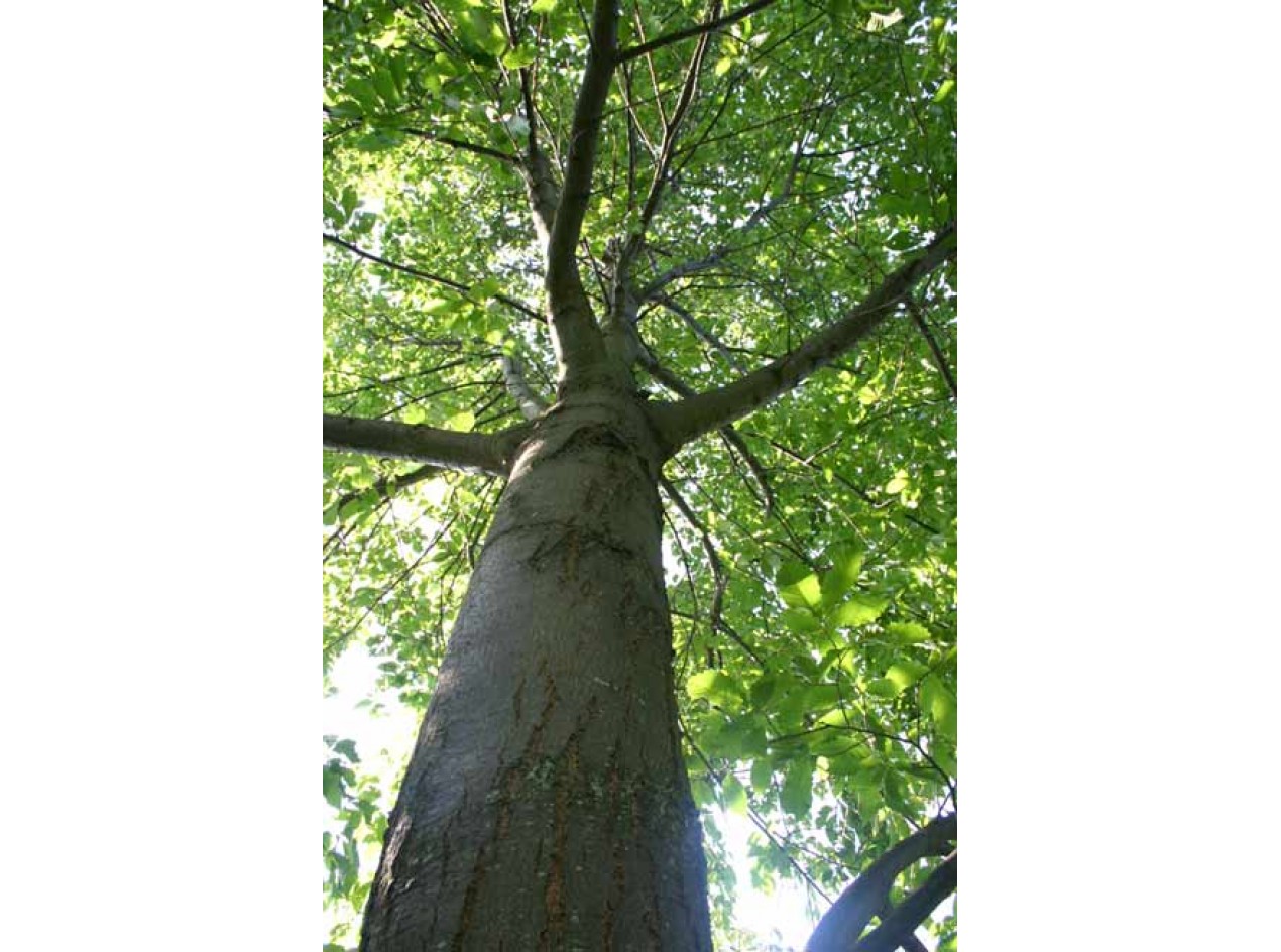 Ken's Select American Hybrid Chestnut