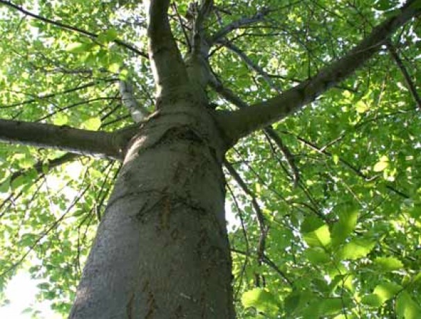 Ken's Select American Hybrid Chestnut