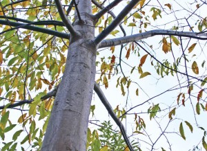 Ken's Select American Hybrid Chestnut