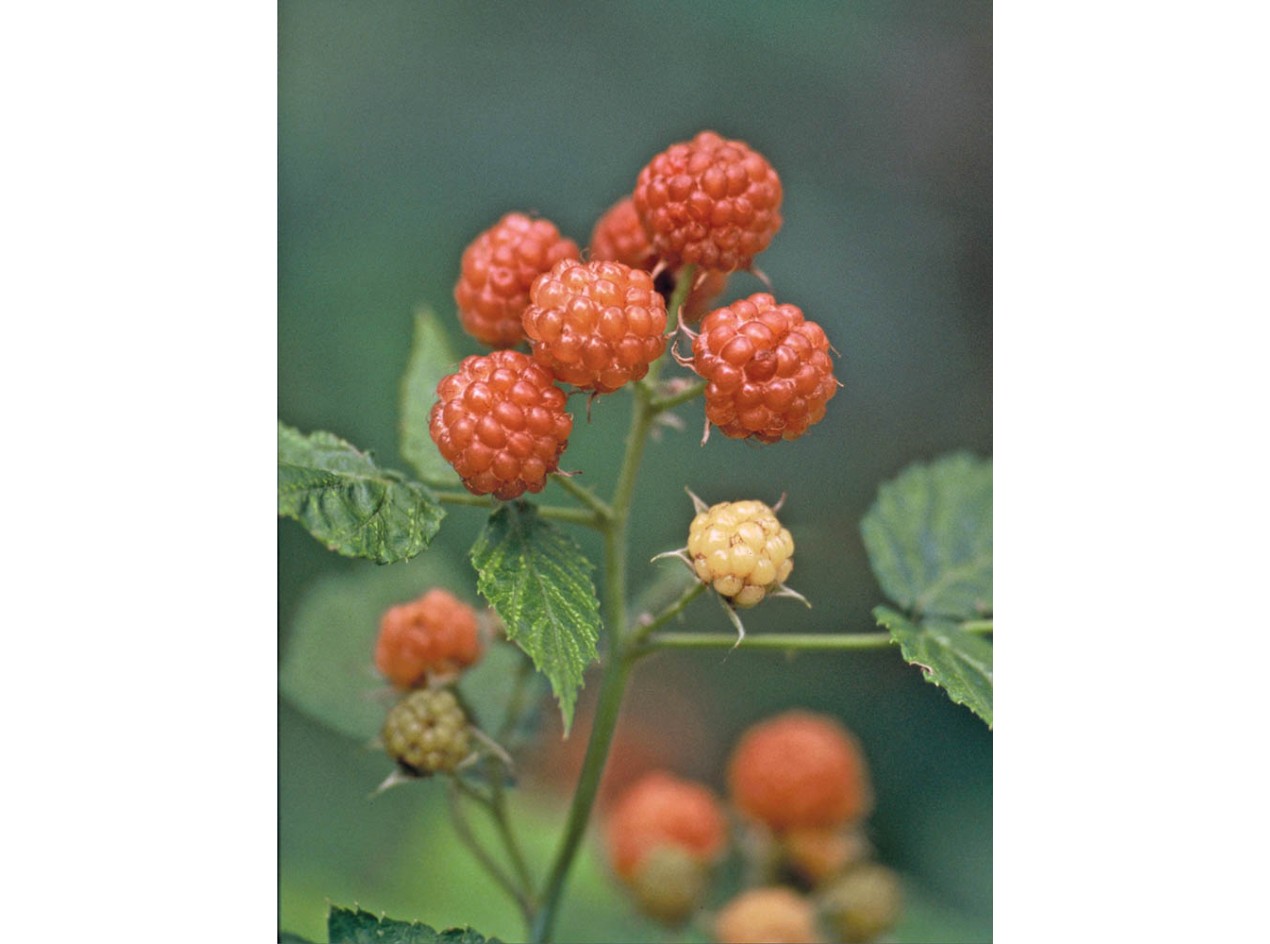 Yellow Black Raspberry