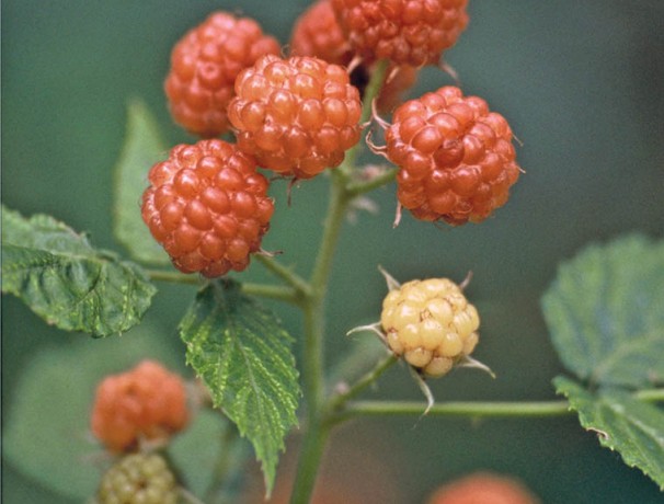 Yellow Black Raspberry