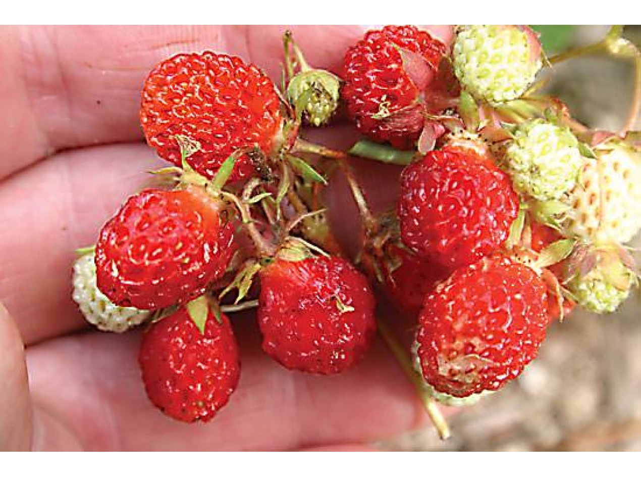 Woodland Strawberry