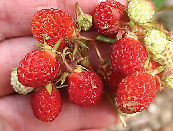 Woodland Strawberry