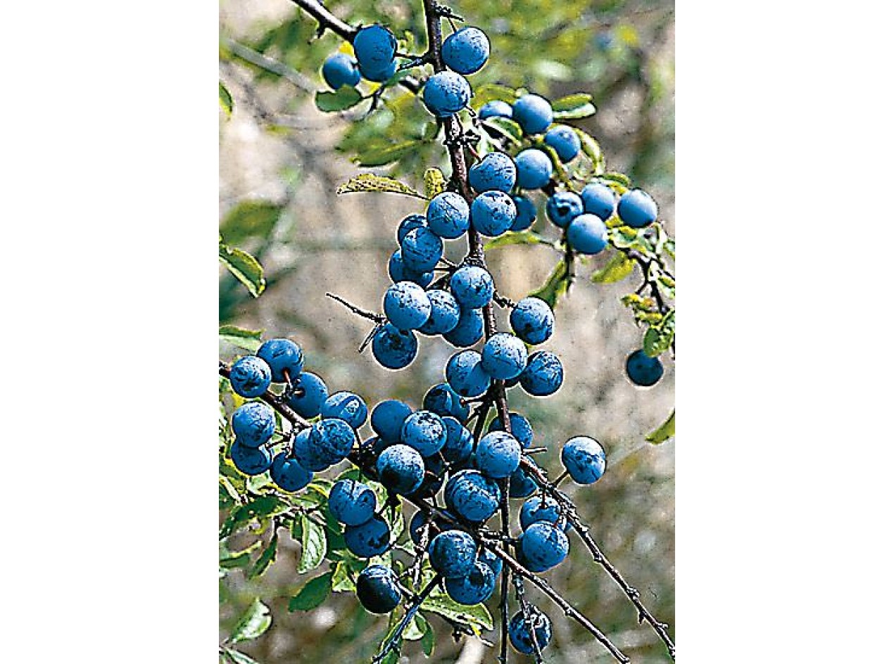 Ocean Blue Sloe Plum