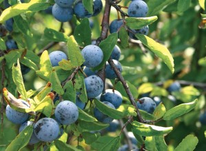 Ocean Blue Sloe Plum