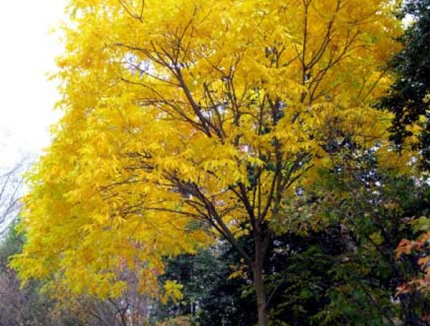 Western Soapberry Western Soapberry