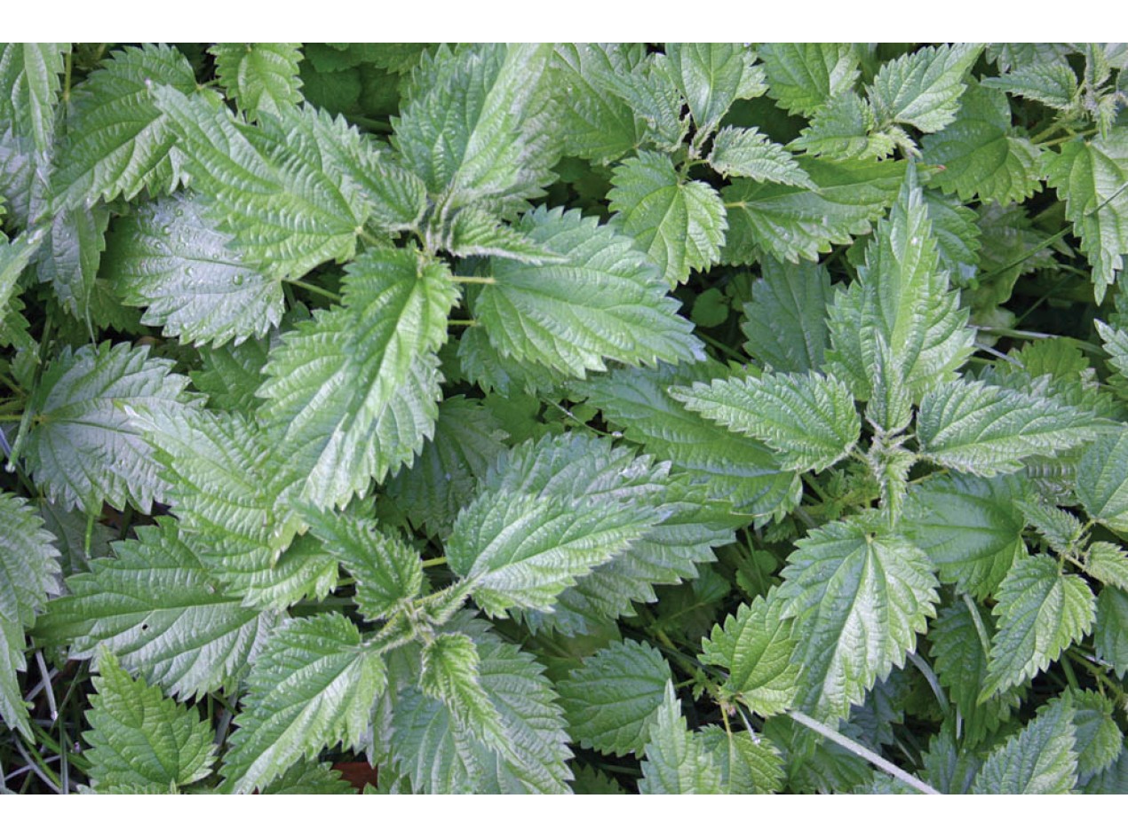 Big Leaf Cultivated Stinging Nettle