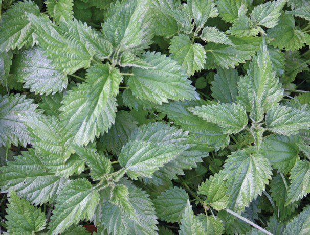 Big Leaf Cultivated Stinging Nettle Big Leaf Cultivated Stinging Nettle