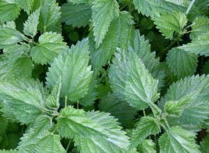 Big Leaf Cultivated Stinging Nettle