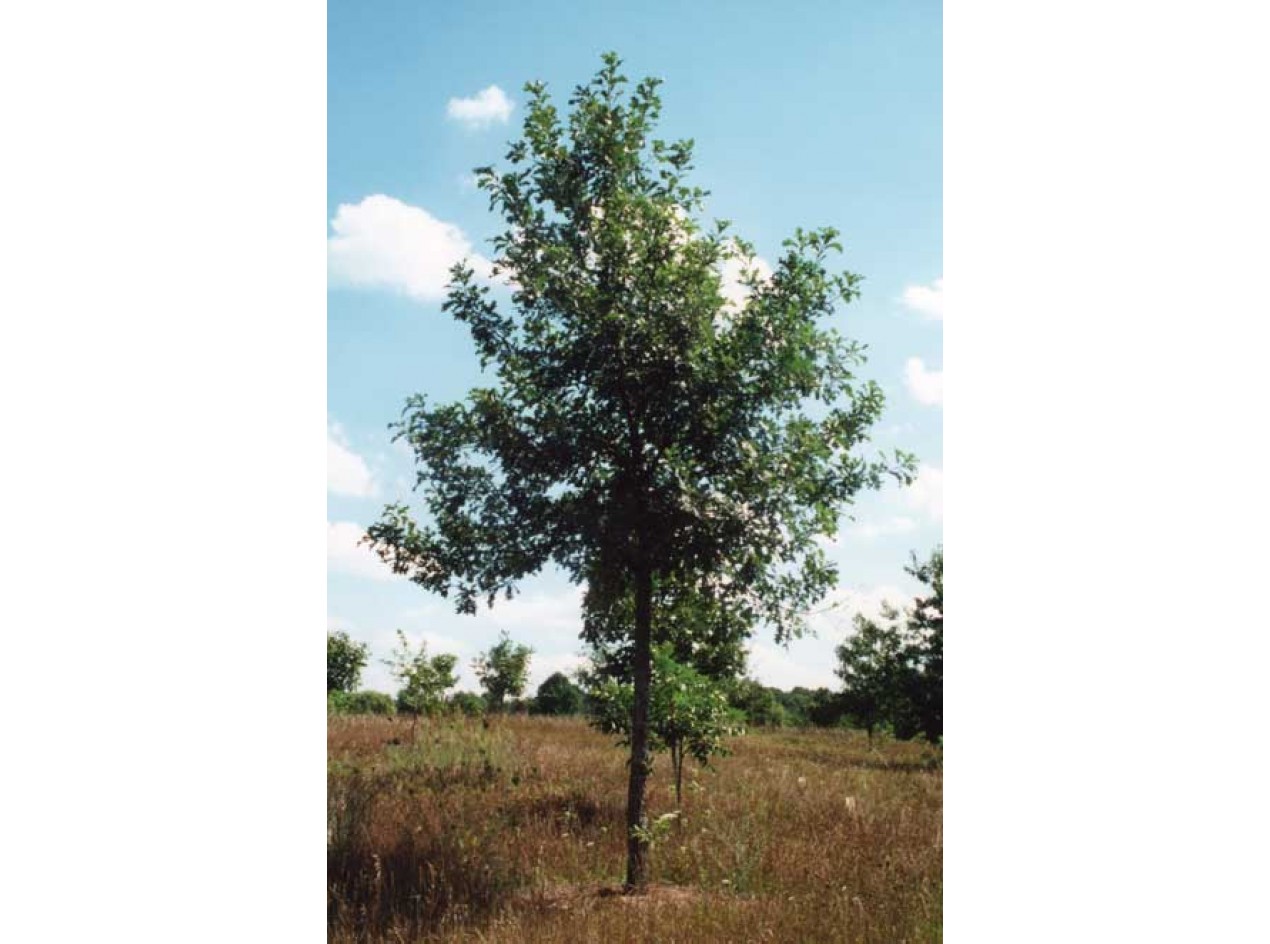 Ashworth Bur Oak