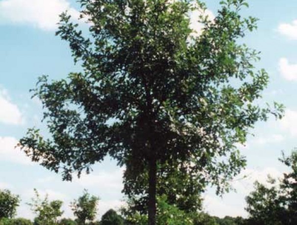Ashworth Bur Oak