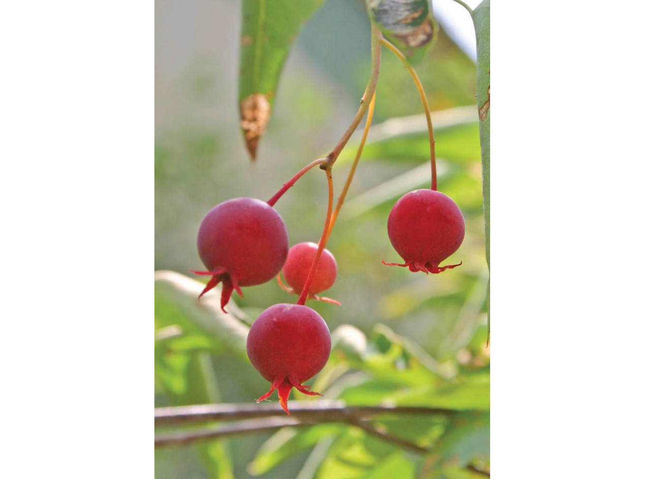 Apple Serviceberry