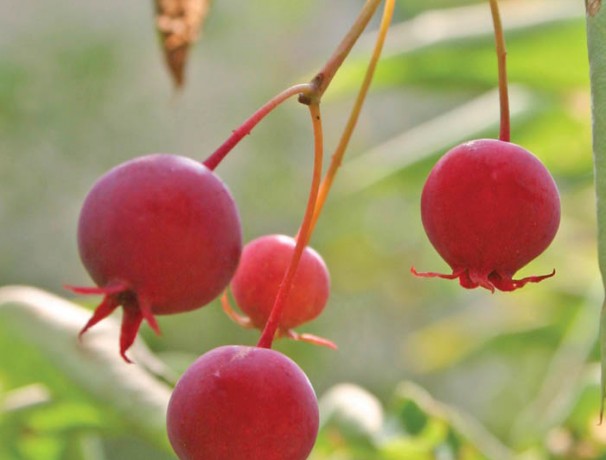 Apple Serviceberry