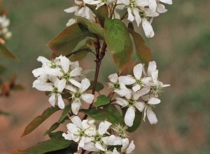 Apple Serviceberry