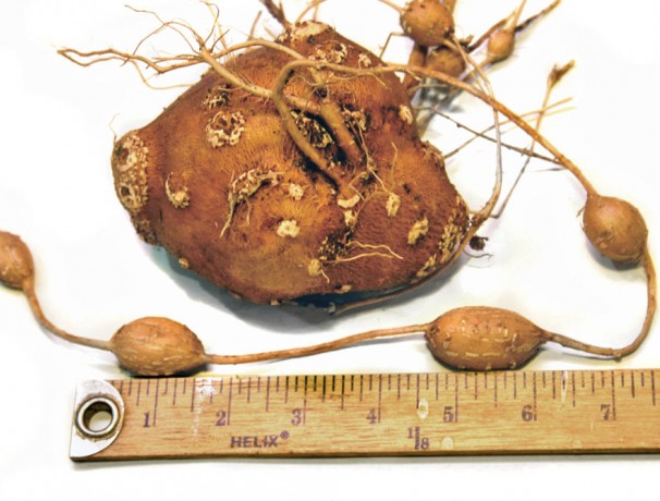 Nutty Groundnut Nutty Groundnut