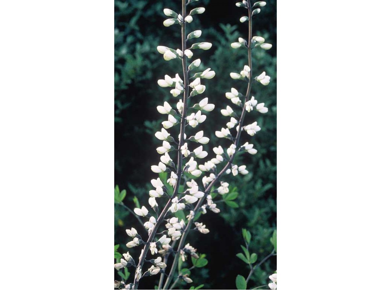 White False Indigo