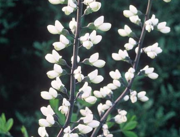 White False Indigo