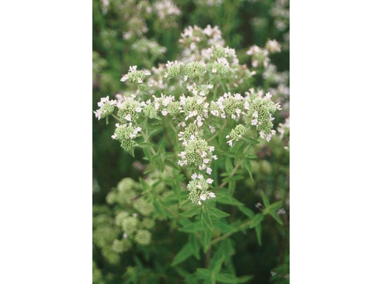 Virginia Mountainmint