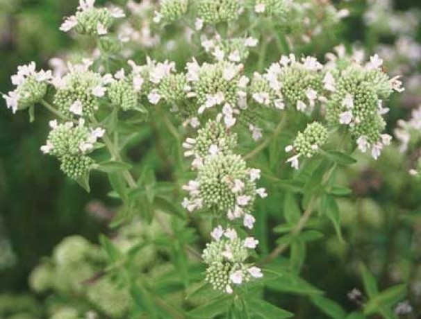 Virginia Mountainmint