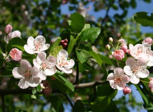 Sweet Crabapple