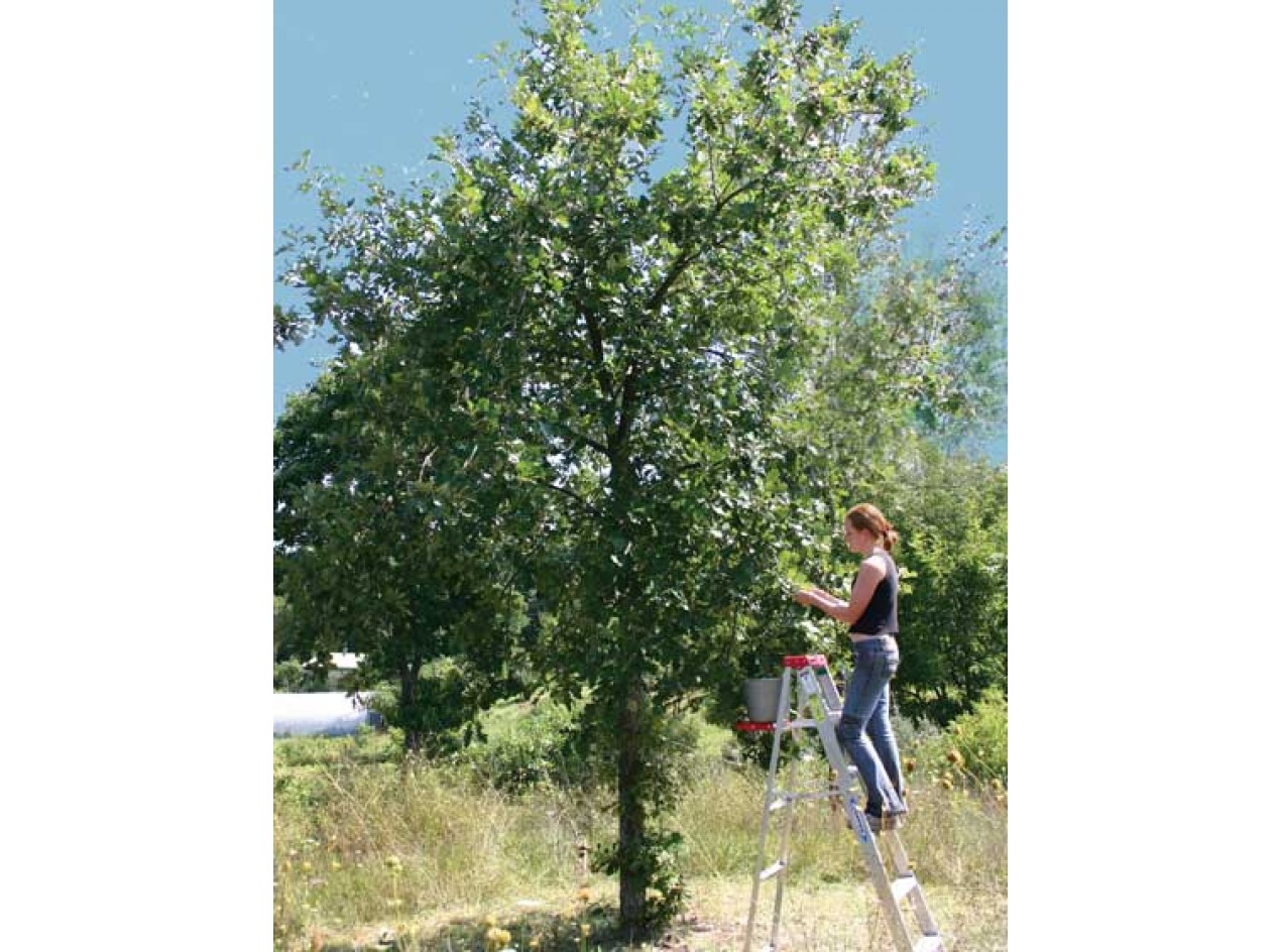 'Sweet It Is' Bebbs Oak