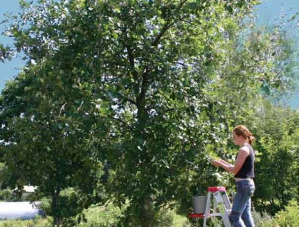 'Sweet It Is' Bebbs Oak