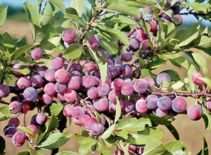 Ecos Beach Plum