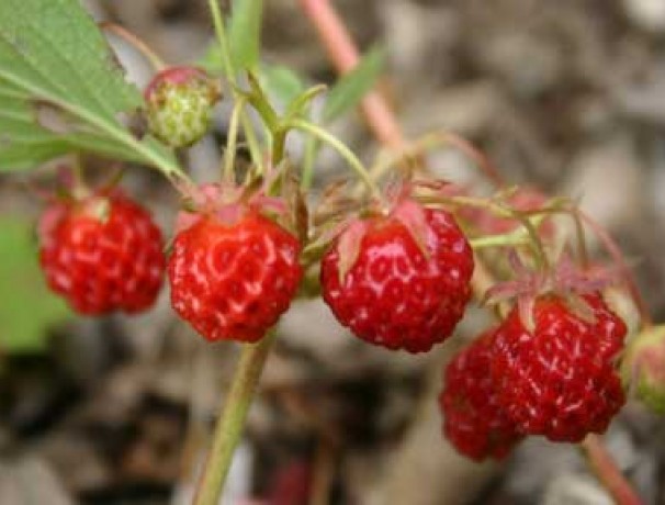 Wild Strawberry