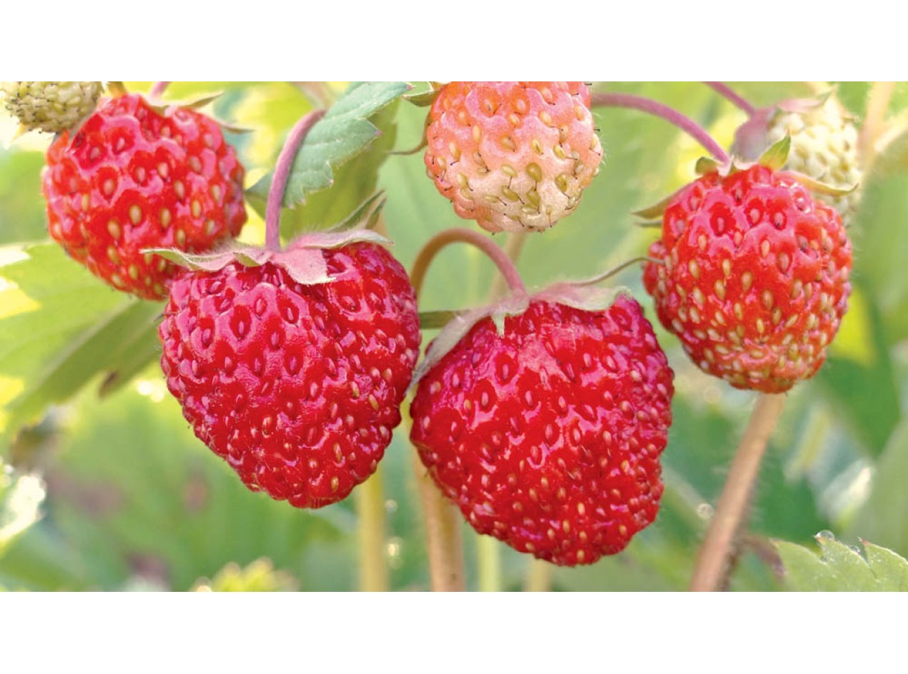 Northern Star Strawberry