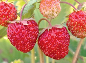 Wild Strawberry