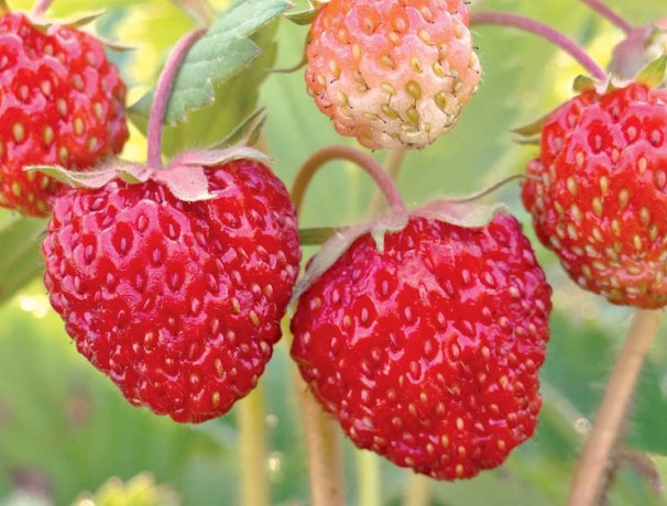 Northern Star Strawberry