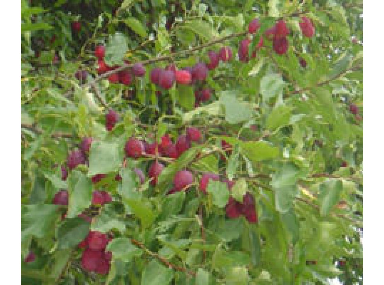 Kerr Applecrab Seeds