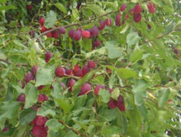 Kerr Applecrab Seeds Kerr Applecrab Seeds