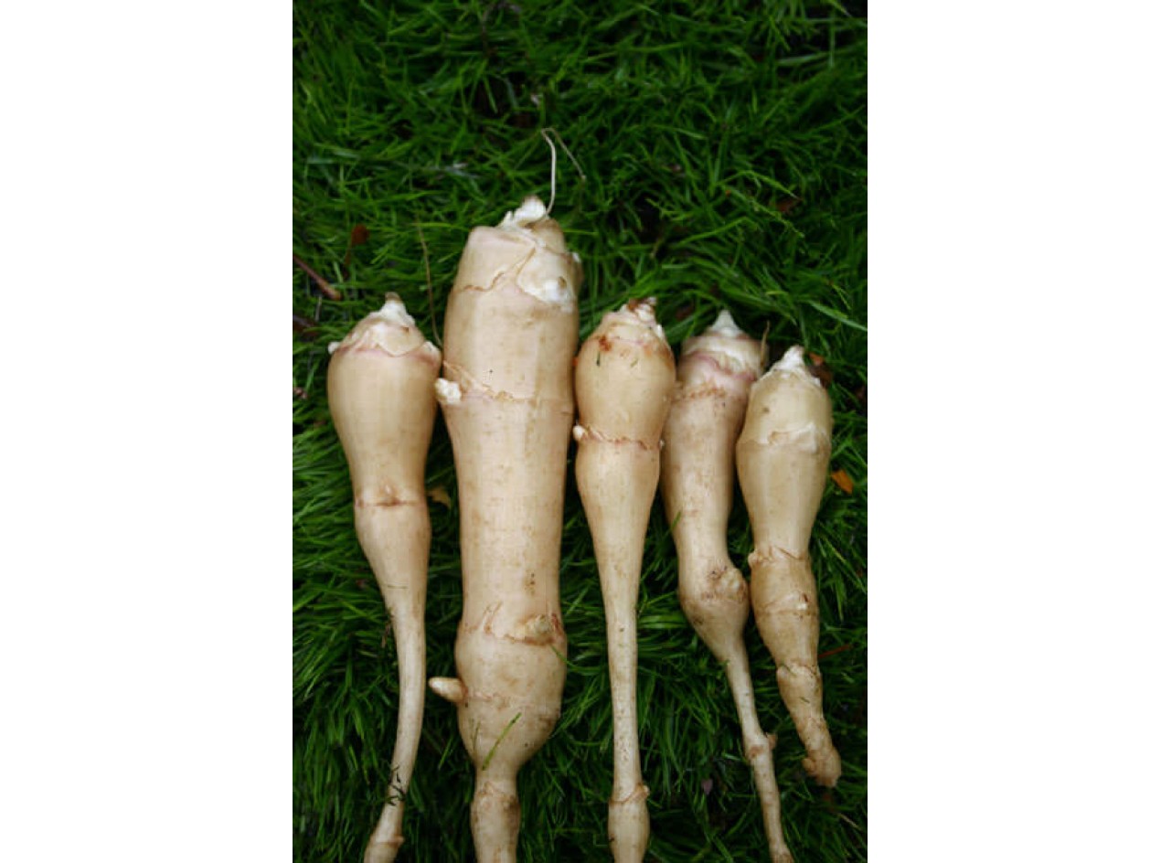 White Fuseau Sunchoke