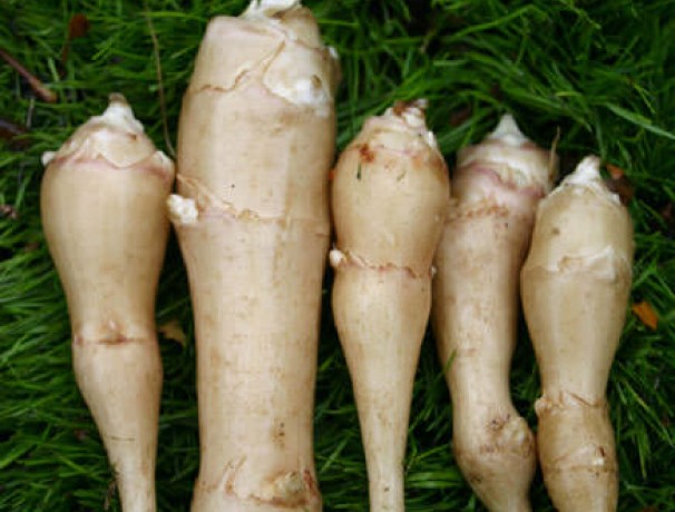 White Fuseau Sunchoke