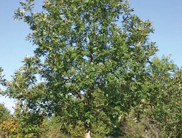 Burlive Oak