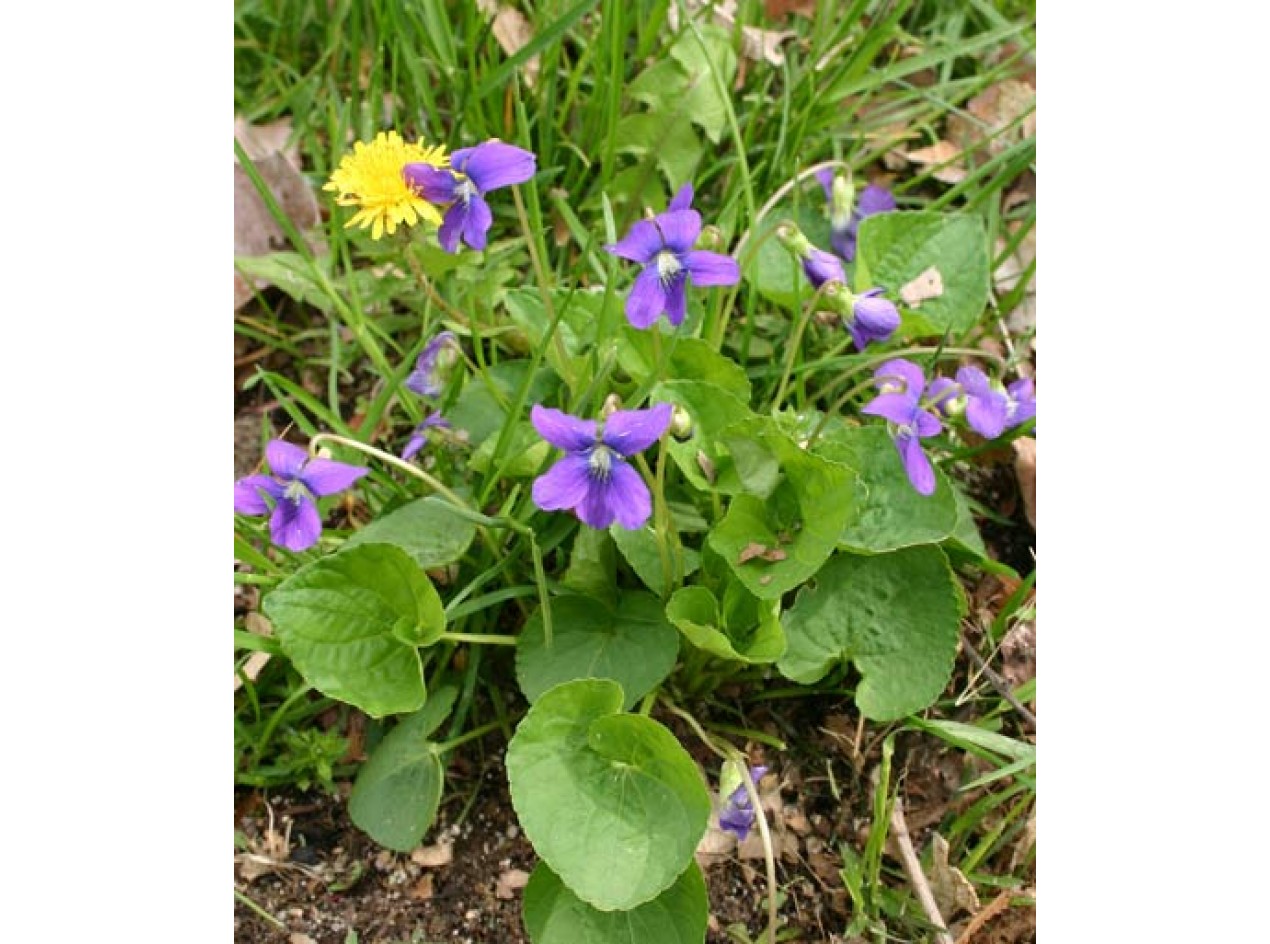 'Edible Blue' Wild Violet