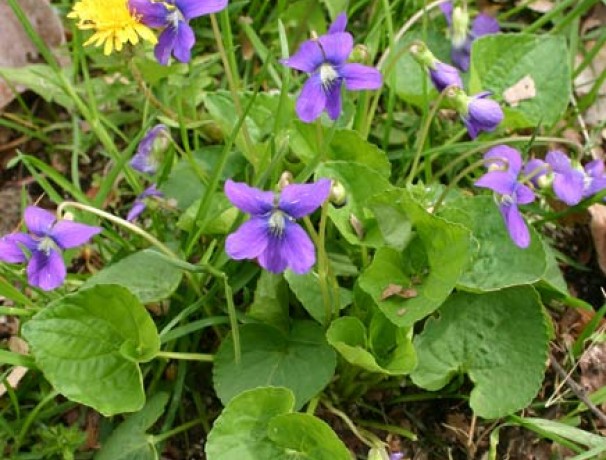 'Edible Blue' Wild Violet 'Edible Blue' Wild Violet