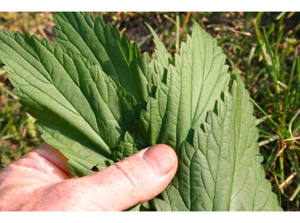 'Less Sting' Stinging Nettle
