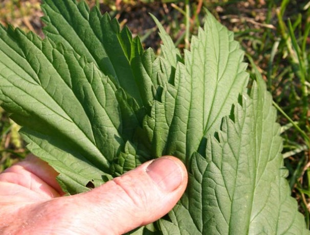 'Less Sting' Stinging Nettle 'Less Sting' Stinging Nettle