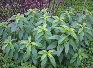 'Less Sting' Stinging Nettle